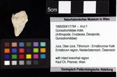 Foto (Objket + Etiketten) von Cracensigillatus acutirostris (Moericke, 1889) 